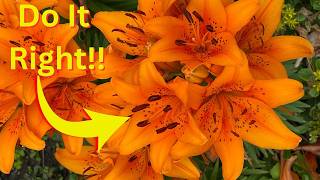 Daylily Growers Guide | How to Plant, Water, Grow, and Propagate