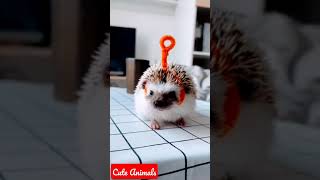 Download lagu Tingki Wingki 🦔 #Shorts mp3 Download lagu Tingki Wingki 🦔 #Shorts mp3