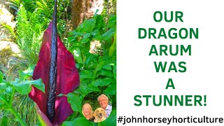 LOOKING AT OUR DRACUNCULUS VULGARIS AND OTHER AROID PLANTS