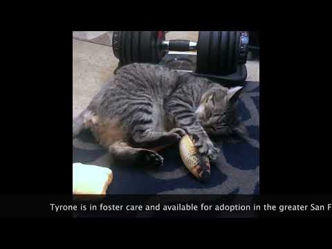 Tyrone, an adoptable Domestic Short Hair in Benicia, CA_image-1