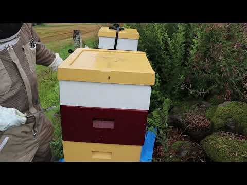 Invintring med Bifor och Hiveclean