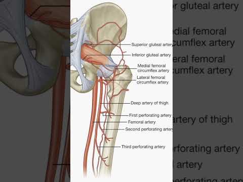Femoral & Gluteal Arteries | Blood Supply of the Hip & Thigh | Lower limb