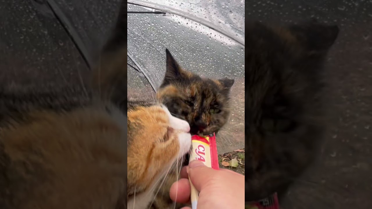 傘の下でチュールを一緒に食べるにゃんこが可愛すぎる。#猫動画ショート