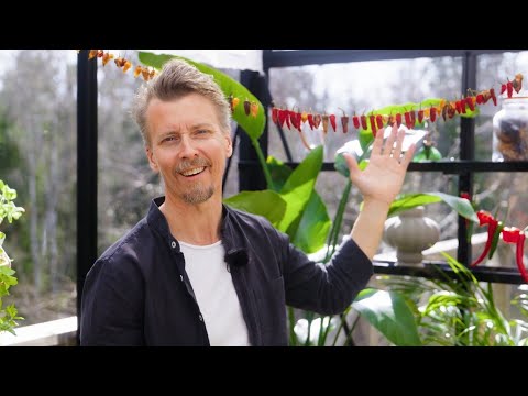 Kökets trädgård del 7 - Odla chili - Köket