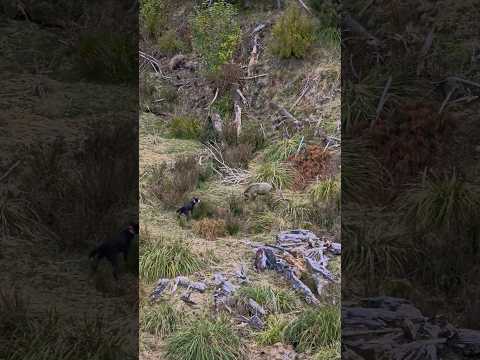 Bit of action on the hill! #pighunting #newzealand #hunting #hunters #wildlife #pork #selfsufficient