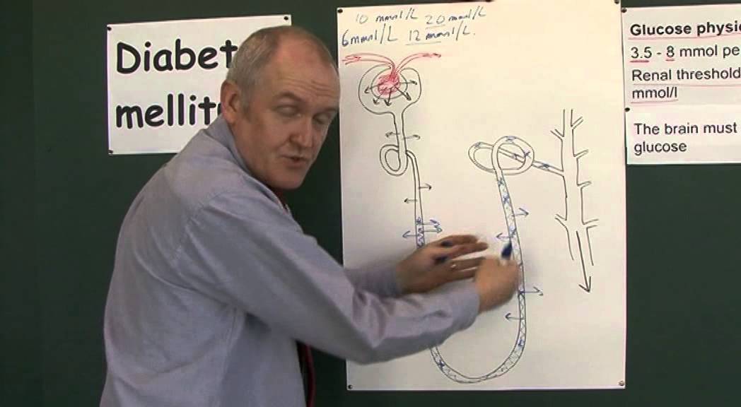 Diabetes 6, Glucosuria, polyuria, thirst - YouTube
