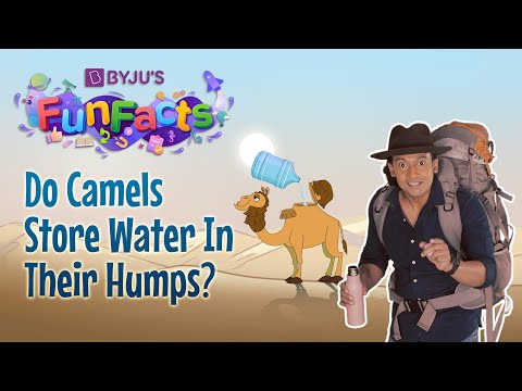 What's Inside A Camel's Hump? | BYJU'S Fun Facts