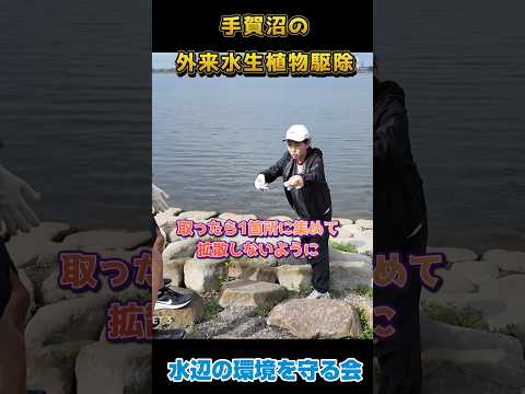 国際関係学科 手賀沼の外来水生植物駆除！#手賀沼 #水野ゆうき #千葉県議会議員 #我孫子 #外来水生植物 #ナガエツルノゲイトウ #オオバナミズキンバイ
