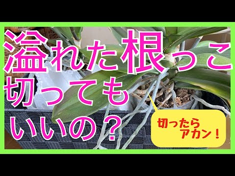 , title : '【胡蝶蘭】鉢から溢れ出た根っこは切ってもいいの？結論と理由を解説【切らないでください】'