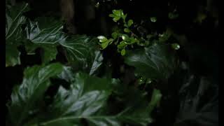 Killer Bunnies By. moloko. Performed by Taco Zamora