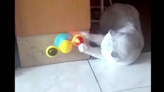 Cat LED Toy Spinner