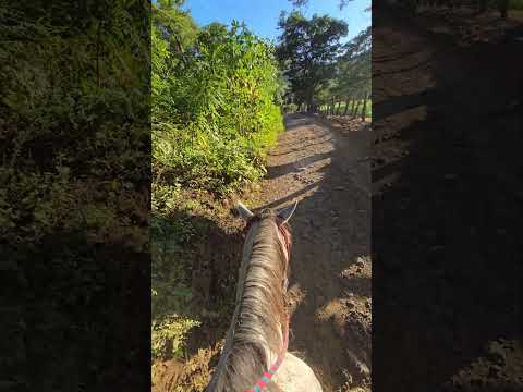 Horseback riding in Liberia Costa Rica Guanacaste