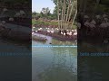 Kilimanjaro Safari Flamingoes Walt Disney World Video