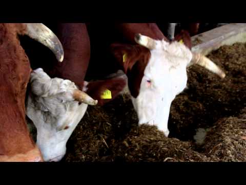 Street Art im Milchland Bayern || Artist: Nea || Projekt Unterfranken