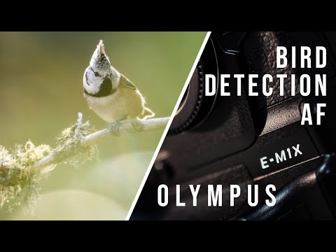 Olympus E-M1X Bird Detection AF - My Review and Tips