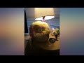 Squishmallow Official Kellytoy Plush 8" Leonard The Rainbow Mane Lion - Ultrasoft review