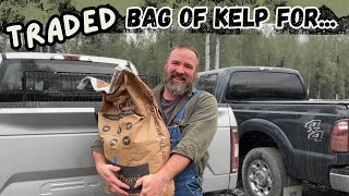 Alaska Homestead Life 4-Hour Drive for New Critters, Milling Telephone Poles for Barn Lumber