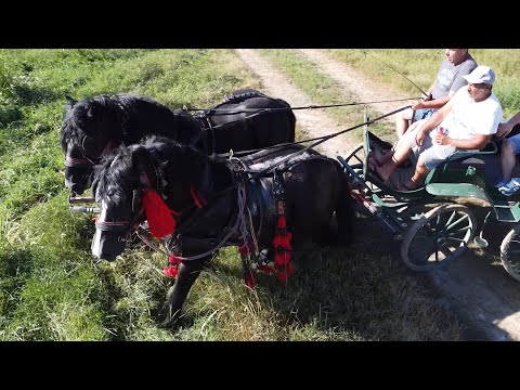 Armasarii lui Ema de la Mosnita Veche, Timis - 2020 Nou!!!