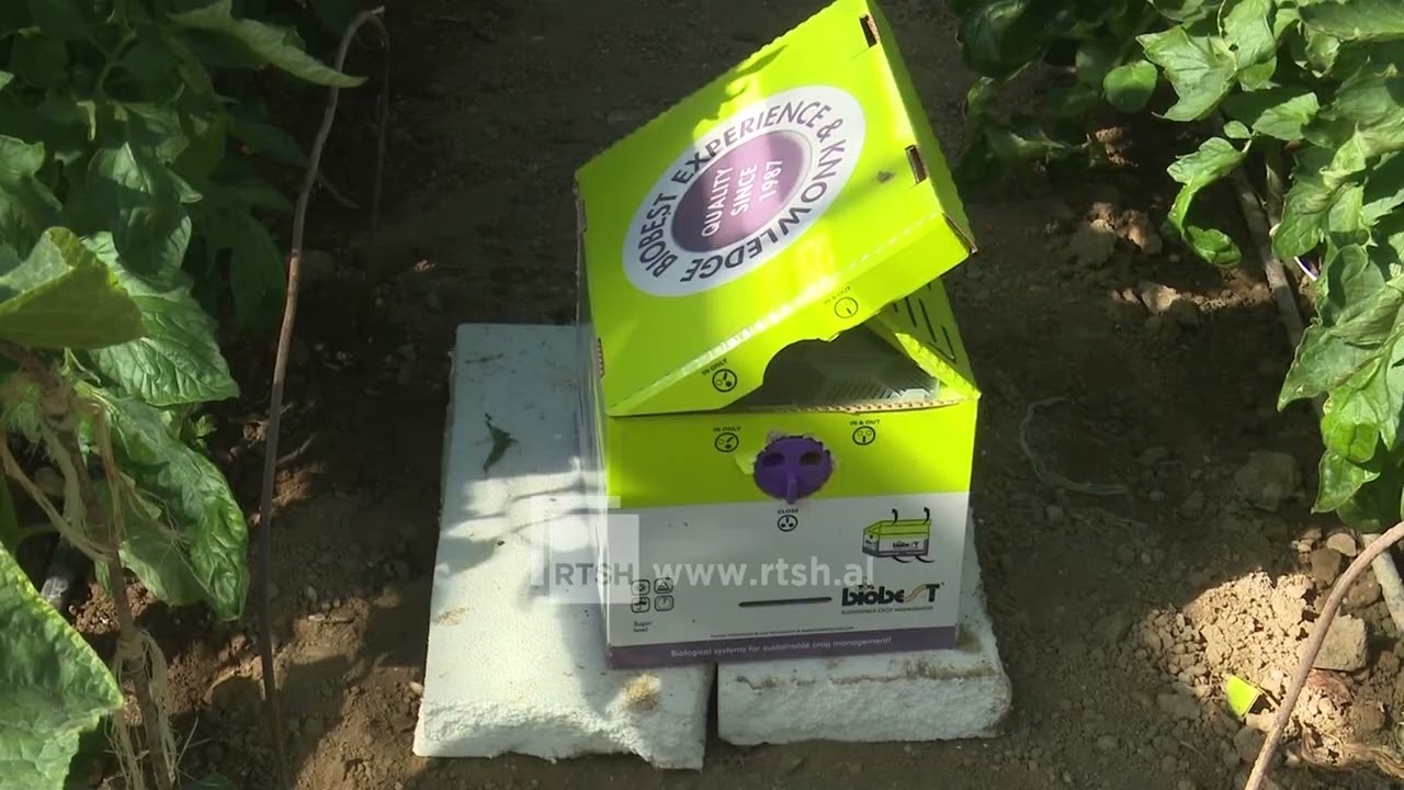 Finiq, pjalmimi i domateve nëpërmjet bletëve, në fund të muajit prill dalin në treg domatet e serave të Karahaxhit
