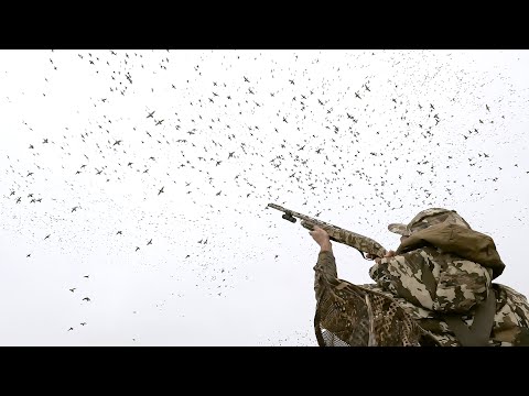 Des milliers de canards colverts affluent | INCROYABLE CHASSE AU CANARD DANS LES CHAMPS DE MAÏS