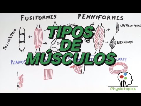 Tipos de Músculos Esqueléticos