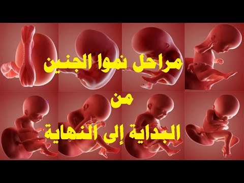 , title : 'مراحل نمو الجنين اسبوعيا خطوة بخطوة وكيف تشعر الام مع كل اسبوع .'