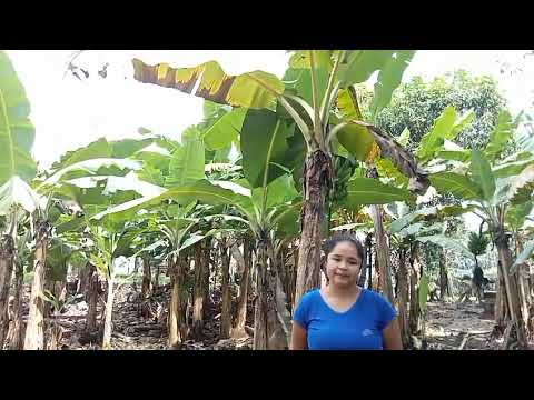 Carol Laverde, Cultivo de Plátano | Agroemprende Jóvenes 2.0 | Medina, Cundinamarca