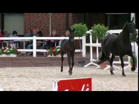 Fürst Wilhelm-Ron William filly * 04/ 2017 for sale