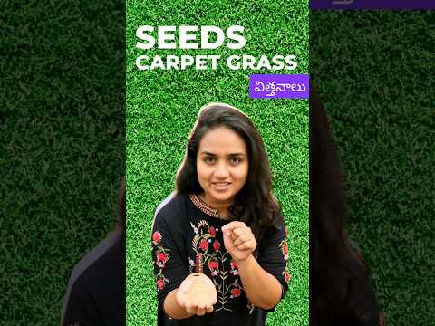 , title : 'Carpet Lawn Grass Seeds - India'