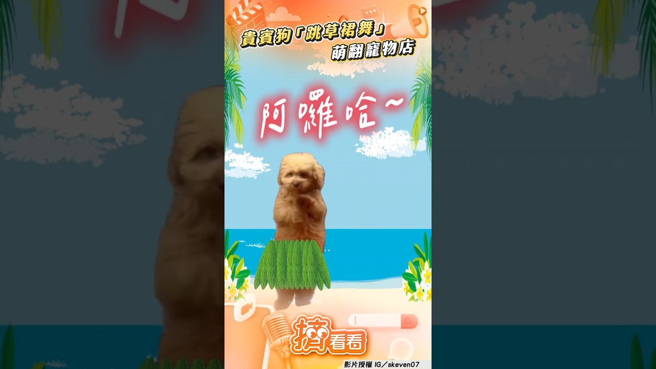 影音／貴賓狗「跳草裙舞」萌翻全場　日寵物店驚見汪扭腰賣力表演