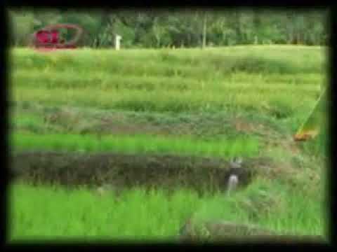 Lagu Mongondow - Lengkebong Ross feat Bambang Ginoga