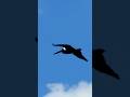 Pelican’s Peaceful Flight. #birds #wildlife