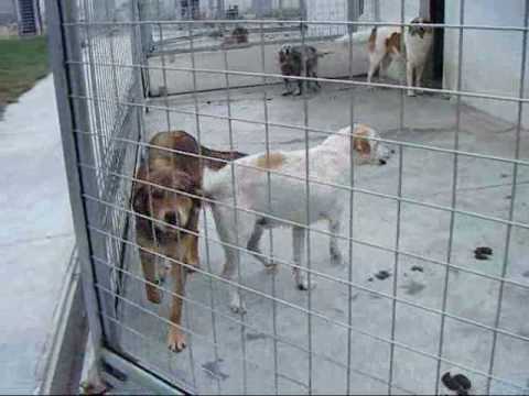 Nicoletta e i suoi compagni di box