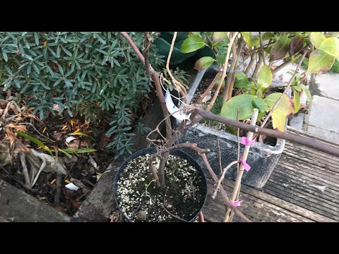 My so-called ‘hardy’ tamarillo ( Cyphomandra Corymbiflora ) clearly isn’t hardy @XoroksComment