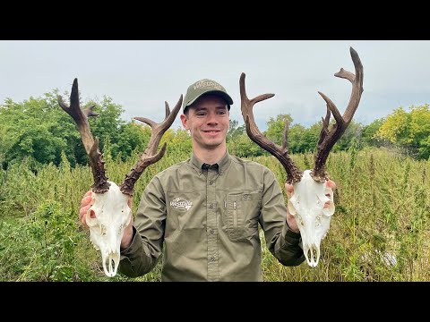 Sibirischer Rehbock in Kasachstan