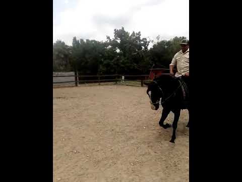 Black Lusitano 2