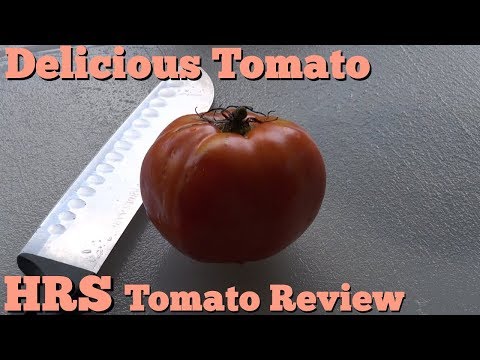 , title : '⟹ Delicious Tomato | Solanum lycopersicum | Tomato Review'
