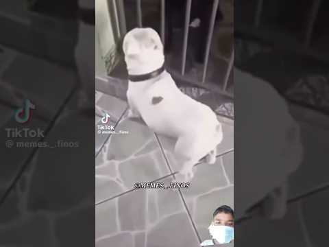 Dogs funny scene 😂😁 #shorts #viralvideo