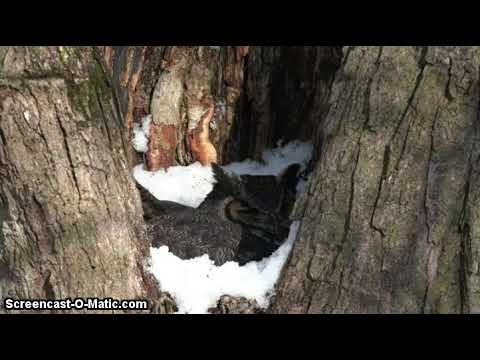 Owl and squirrel 2020-02-16