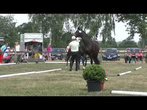 Fohlenschau 2022 - 04 Stutfohlen v. Fair Deal