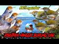 Suara Pikat Prenjak Kepala Merah Atau Atas Dan Prenjak Lumut Atau Bawah Andalan Pemikat A22