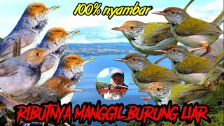 Download lagu suara pikat prenjak kepala merah atau atas dan prenjak lumut atau bawah andalan pemikat a22 mp3 Download lagu suara pikat prenjak kepala merah atau atas dan prenjak lumut atau bawah andalan pemikat a22 mp3
