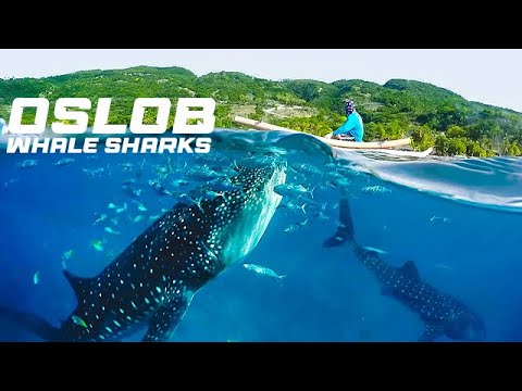 Whale Sharks Tourist Attraction at Oslob Philippines