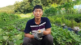 고구마 후기 관리,너무 늦게 심으면 맛이 없습니다. 호박고구마 밤고구마 심는적기는 5월10일~5월20일