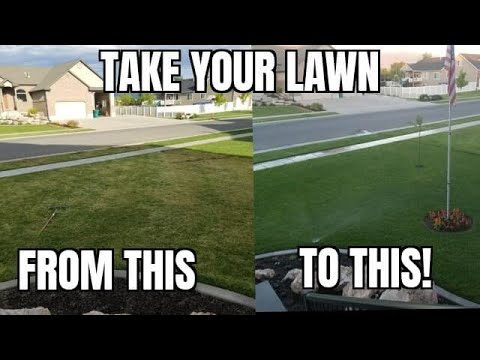 HOW TO FIX AN UGLY LAWN PART 1 / Killing the lawn and starting over