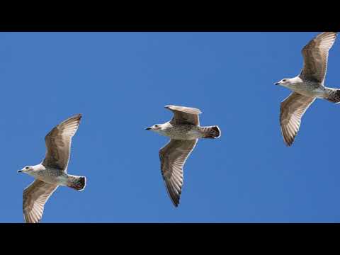 Barfotavisan Gary Grybb skriven av Mats Paulson