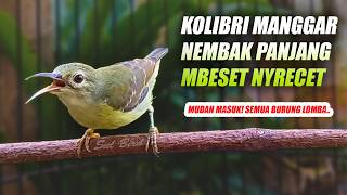 Download lagu KOLIBRI MANGGAR GACOR - KORLAP BETINA NEMBAK PANJANG - KOLIBRI KELAPA BETINA GACOR - SUARA WICEH mp3