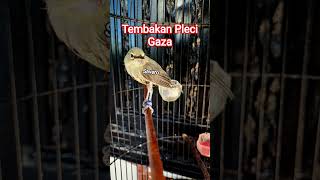 Download lagu Tembakan Pleci Gaza Viral #plecimaniaindonesia mp3 Download lagu Tembakan Pleci Gaza Viral #plecimaniaindonesia mp3