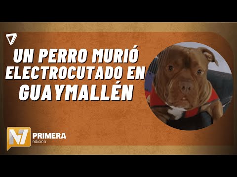 Un perro murió ELECTROCUTADO en Guaymallén y genera PREOCUPACIÓN entre los vecinos