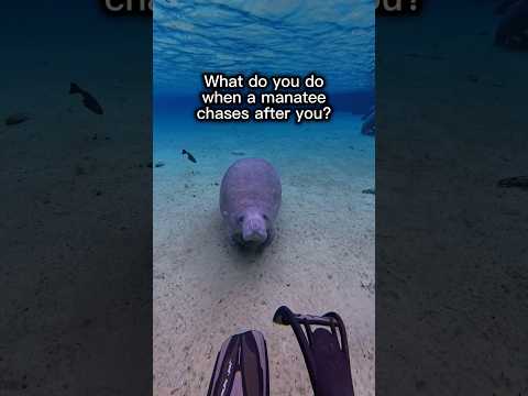 This manatee was coming on a little too strong… at least take me on a date first?! 😅 #manatee